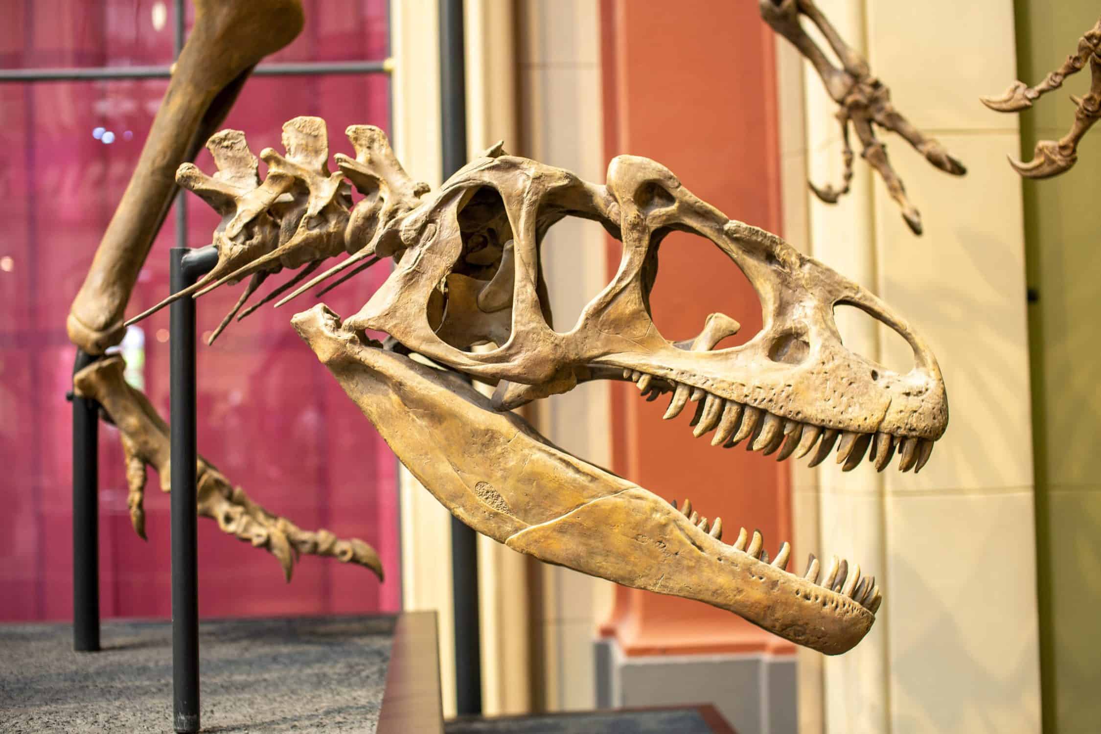 museum-skeleton-dinosaur-marketing-consulting