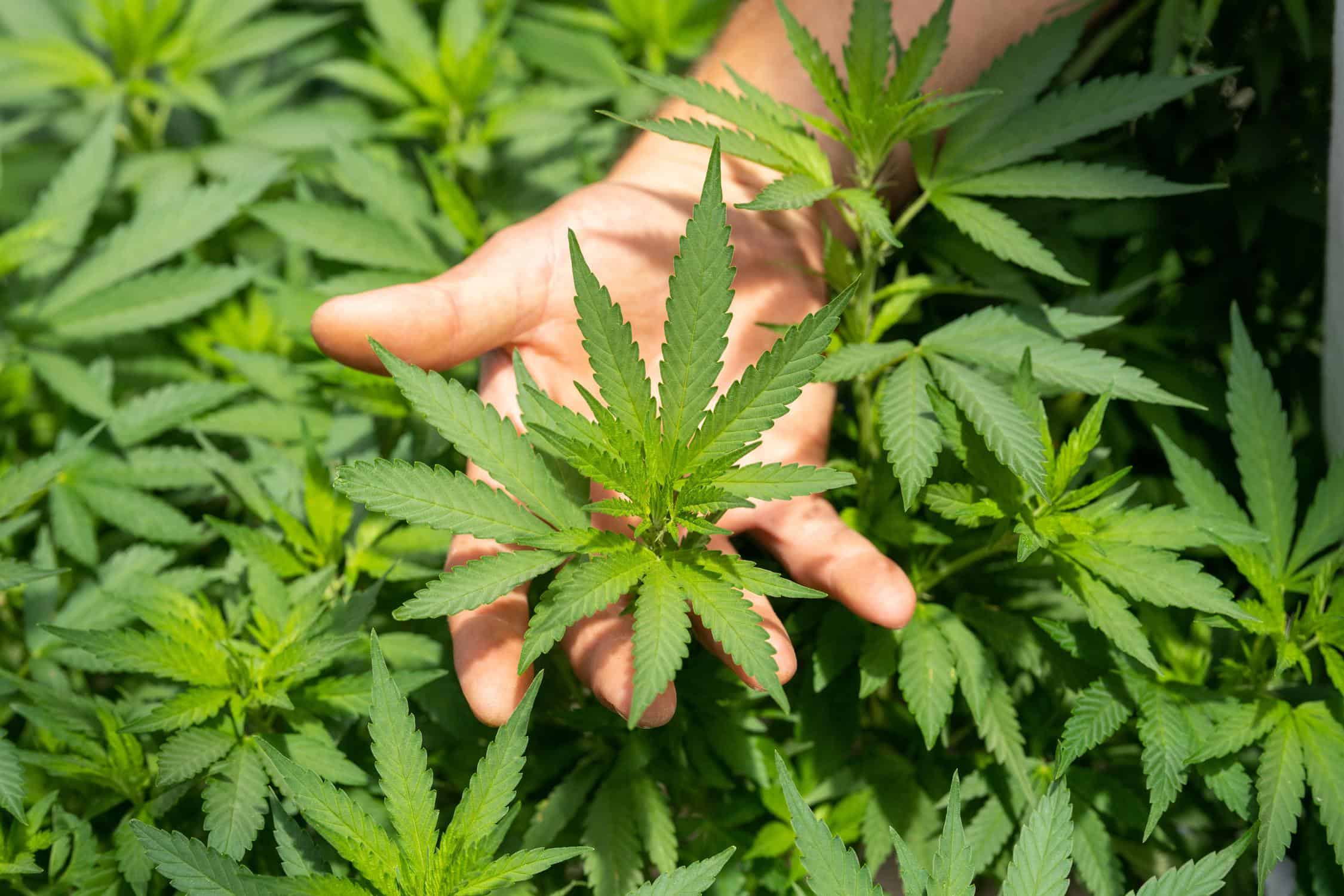 The Pros and Cons of Entering the Marijuana Manufacturing Business