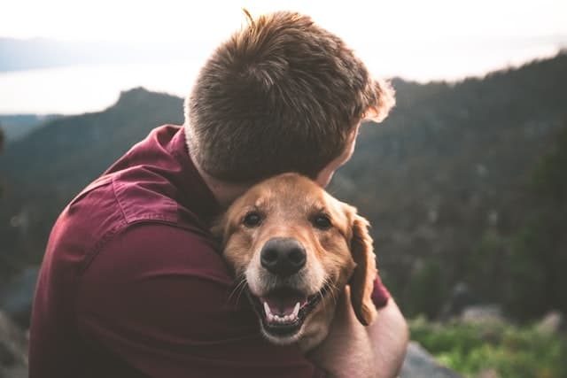 How a Loving Animal Can Optimize Productivity